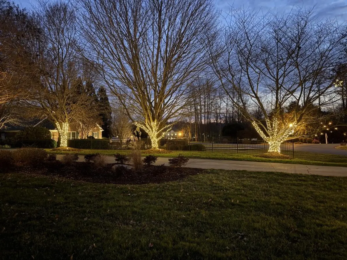 Professional tree wrapping with warm white LED lights at dusk